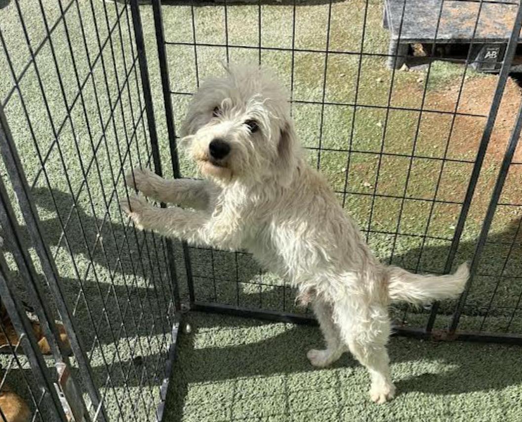 Enlarge Llama Adopted, a Adopted Terrier in Cranston, RI image 2/3