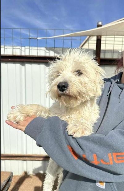 Enlarge Llama Adopted, a Adopted Terrier in Cranston, RI image 3/3