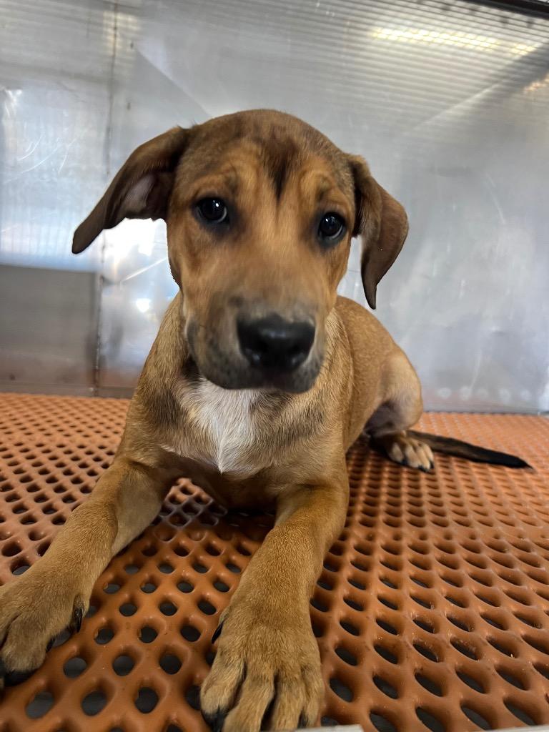 Lucy, Adoptable, Puppy Female Mixed Breed.