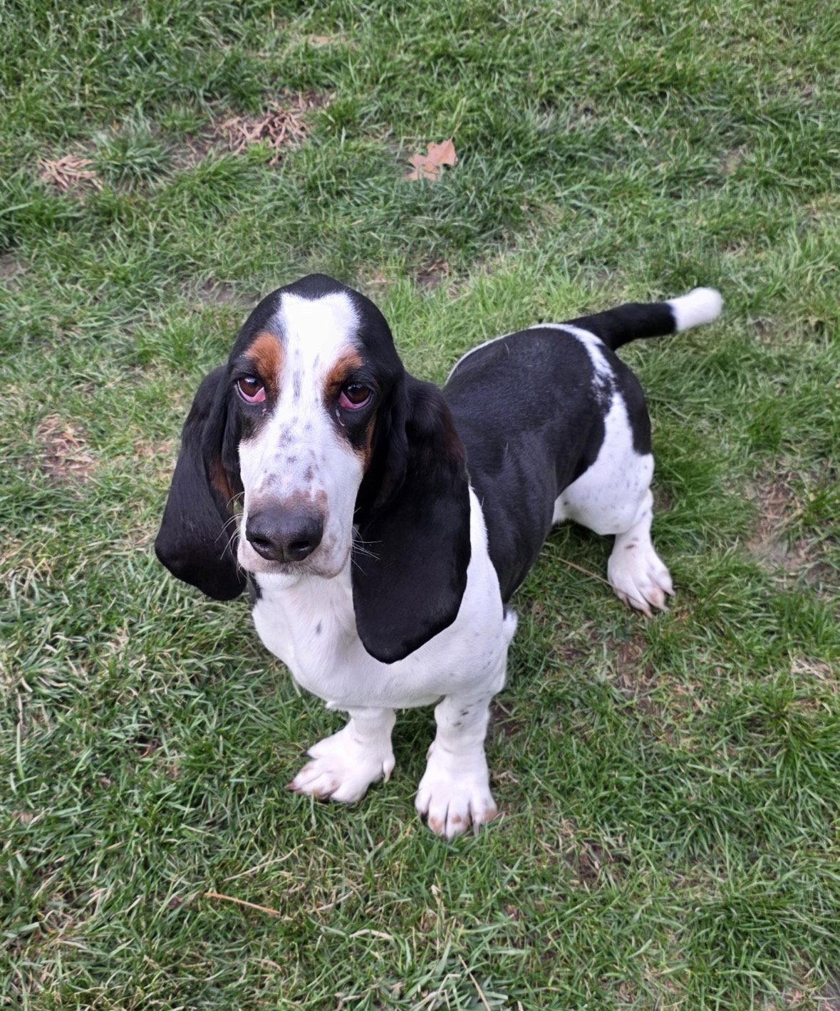 Carmen, Adopted, Adult Female Basset Hound.