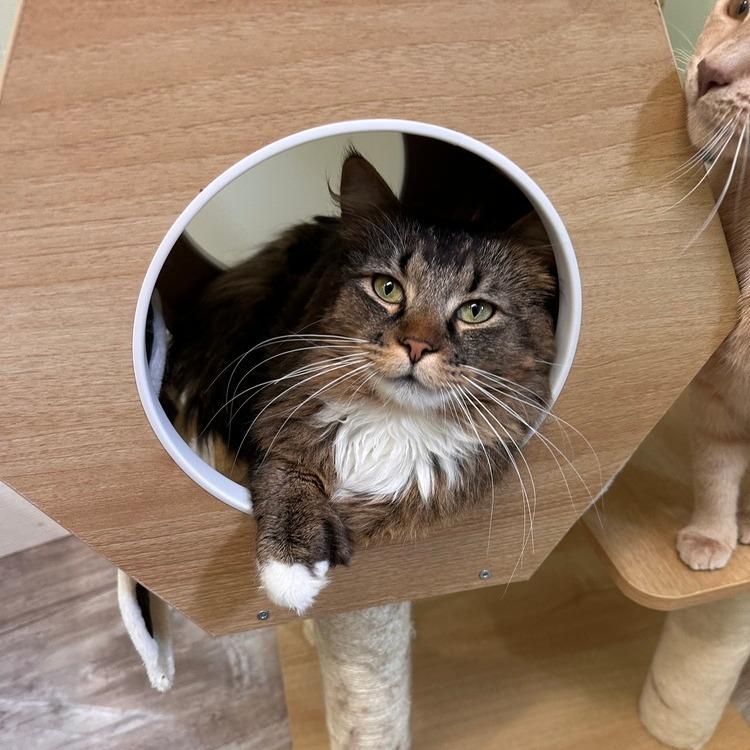 Burr, Adoptable, Adult Male Domestic Long Hair.