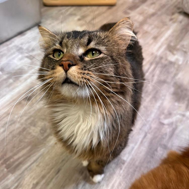 Enlarge Burr, a Adoptable Domestic Long Hair in Greensburg, PA image 2/3