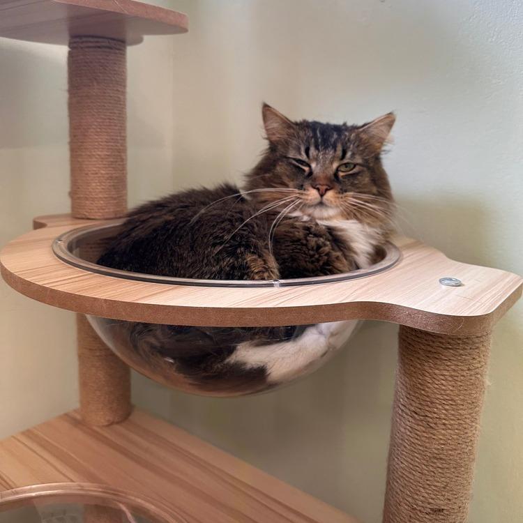 Enlarge Burr, a Adoptable Domestic Long Hair in Greensburg, PA image 3/3