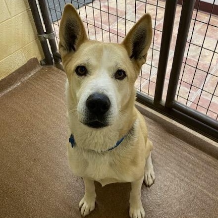 Bastian, Adoptable, Adult Male Husky.