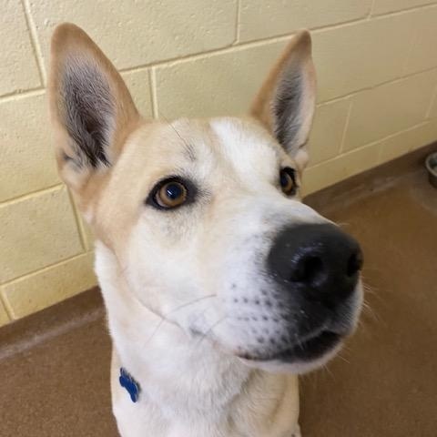 Bastian, a Adoptable mixed breed in Choteau, MT image 3/3