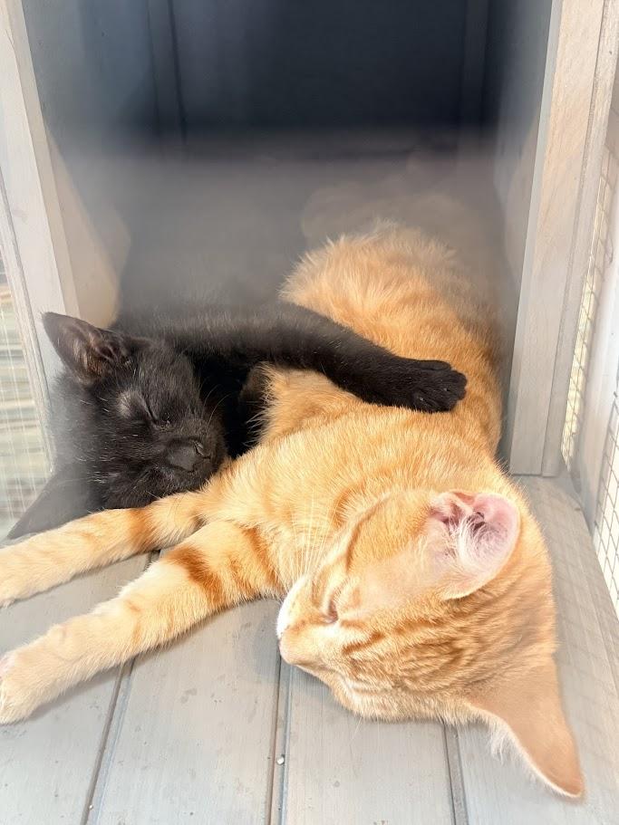 Enlarge Spicy, a Adopted American Shorthair in HOWELL, MI image 3/6