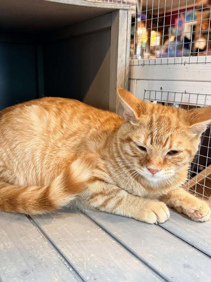 Enlarge Spicy, a Adopted American Shorthair in HOWELL, MI image 5/6