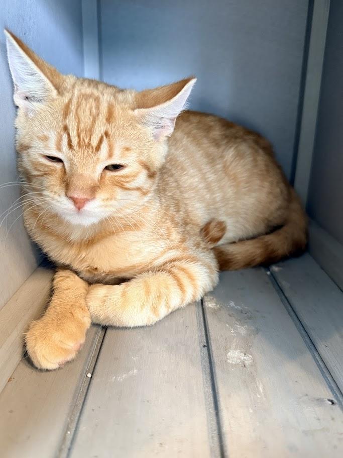 Enlarge Spicy, a Adopted American Shorthair in HOWELL, MI image 4/6