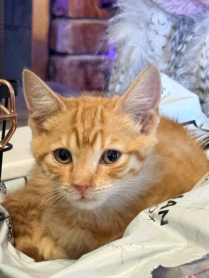 Enlarge Spicy, a Adopted American Shorthair in HOWELL, MI image 2/6