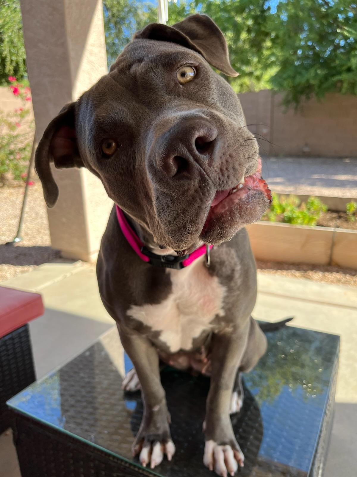 Enlarge Seven, a Adoptable mixed breed in Mesa, AZ image 3/6