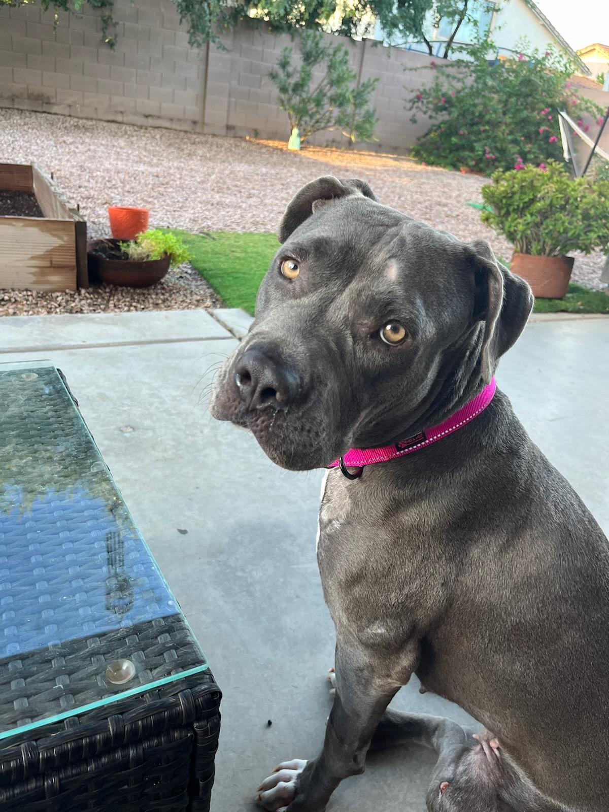 Enlarge Seven, a Adoptable mixed breed in Mesa, AZ image 4/6