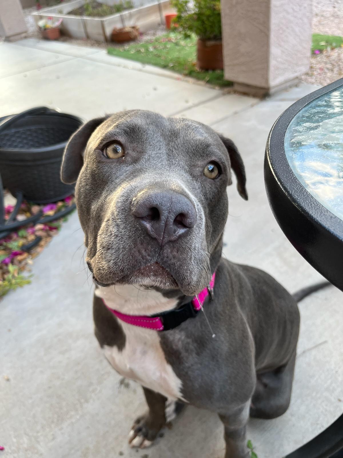 Enlarge Seven, a Adoptable mixed breed in Mesa, AZ image 5/6