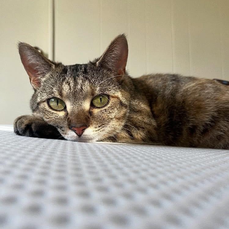 Allie, a Adoptable Domestic Short Hair in Midland, MI image 4/4