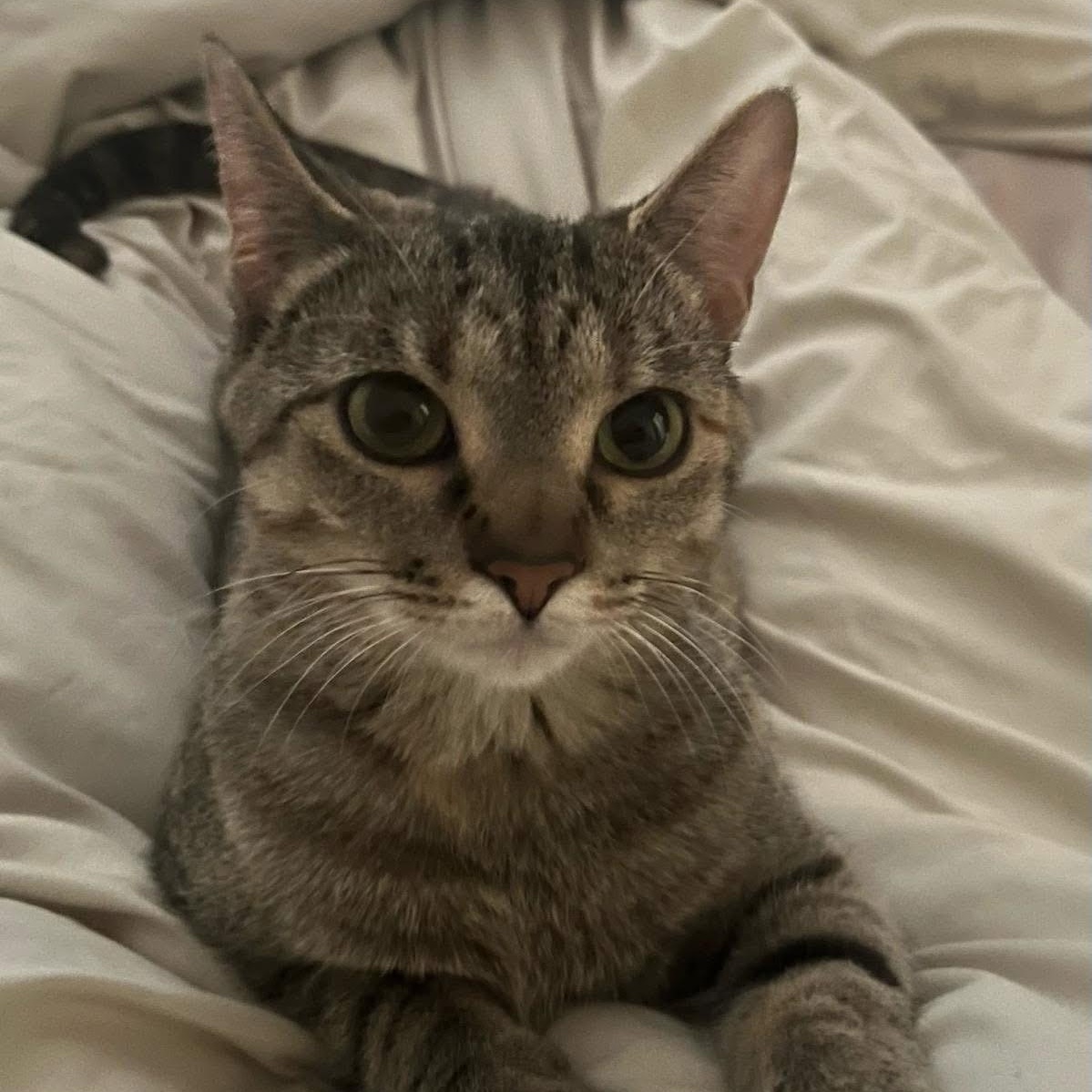 Allie, a Adoptable Domestic Short Hair in Midland, MI image 1/4