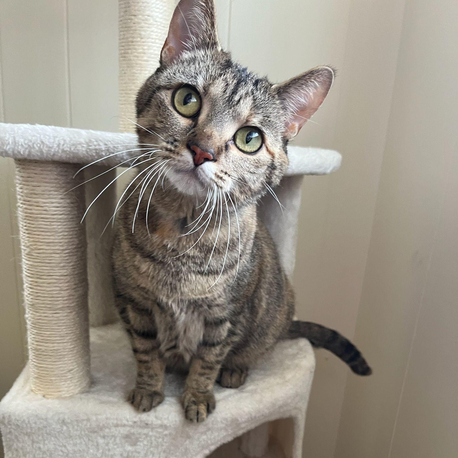 Allie, a Adoptable Domestic Short Hair in Midland, MI image 2/4