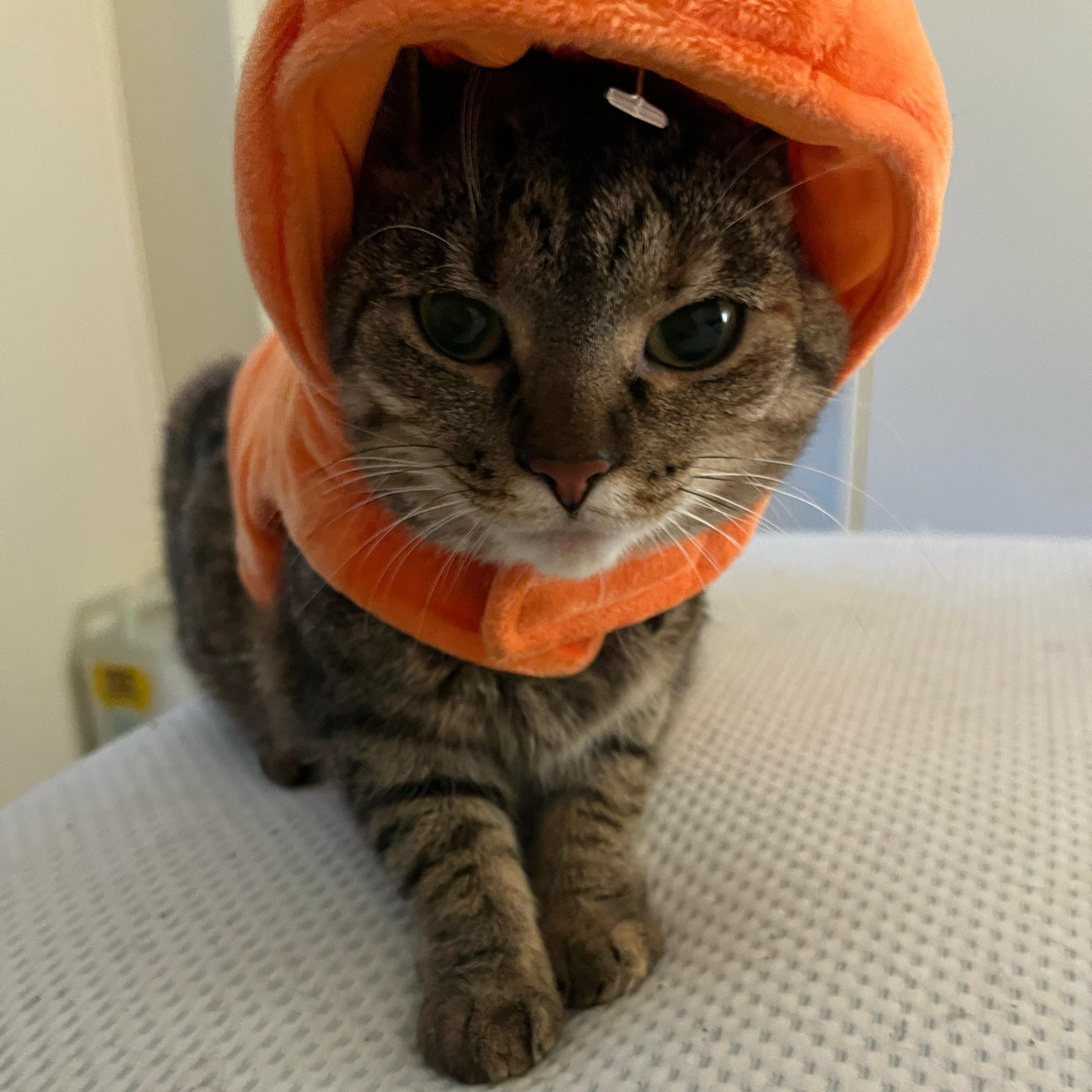 Allie, a Adoptable Domestic Short Hair in Midland, MI image 3/4