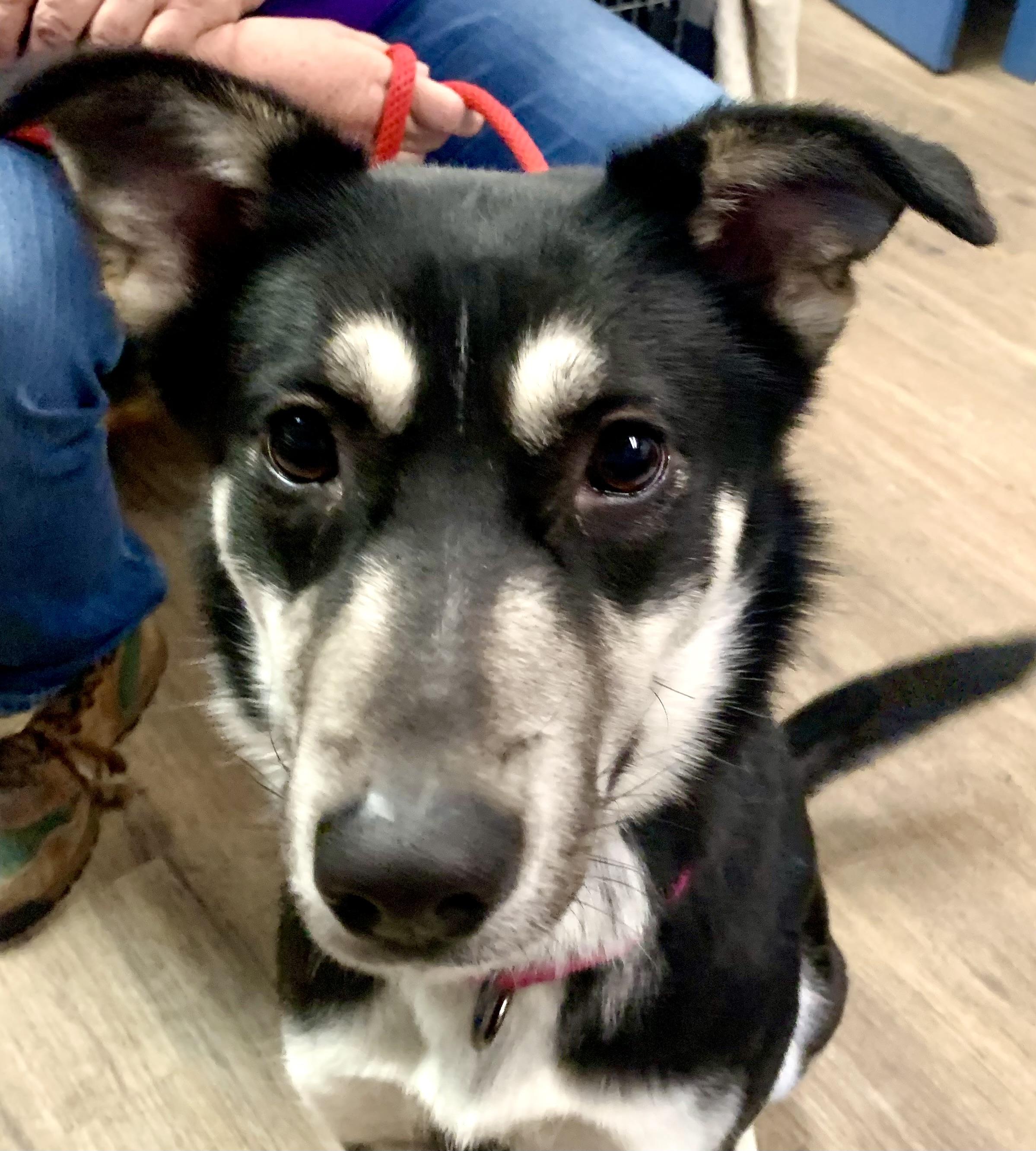 Baylee, an adopted German Shepherd Dog in McKeesport, PA image 3/5