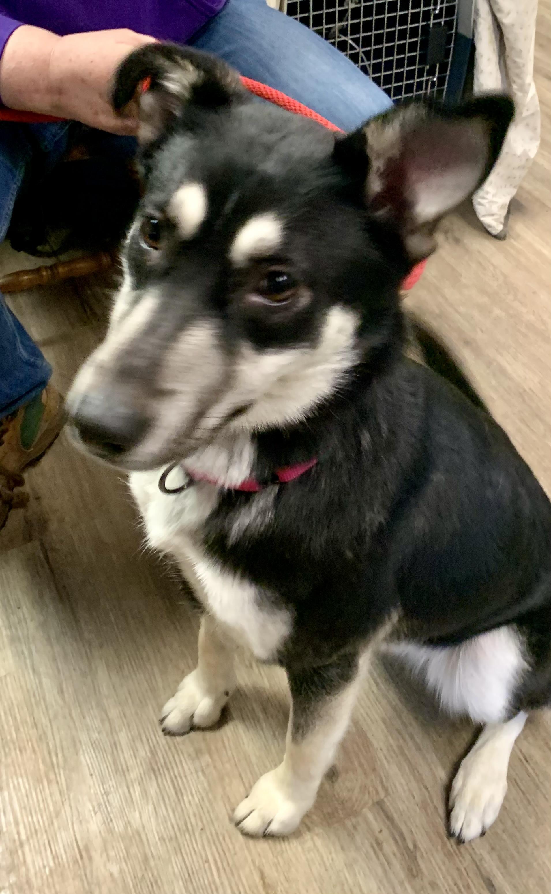 Baylee, an adopted German Shepherd Dog in McKeesport, PA image 1/5