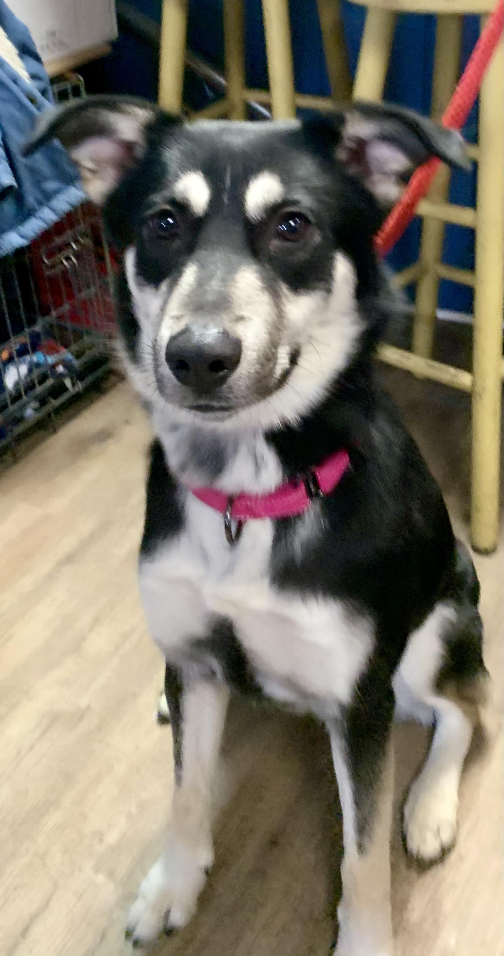 Baylee, an adopted German Shepherd Dog in McKeesport, PA image 5/5