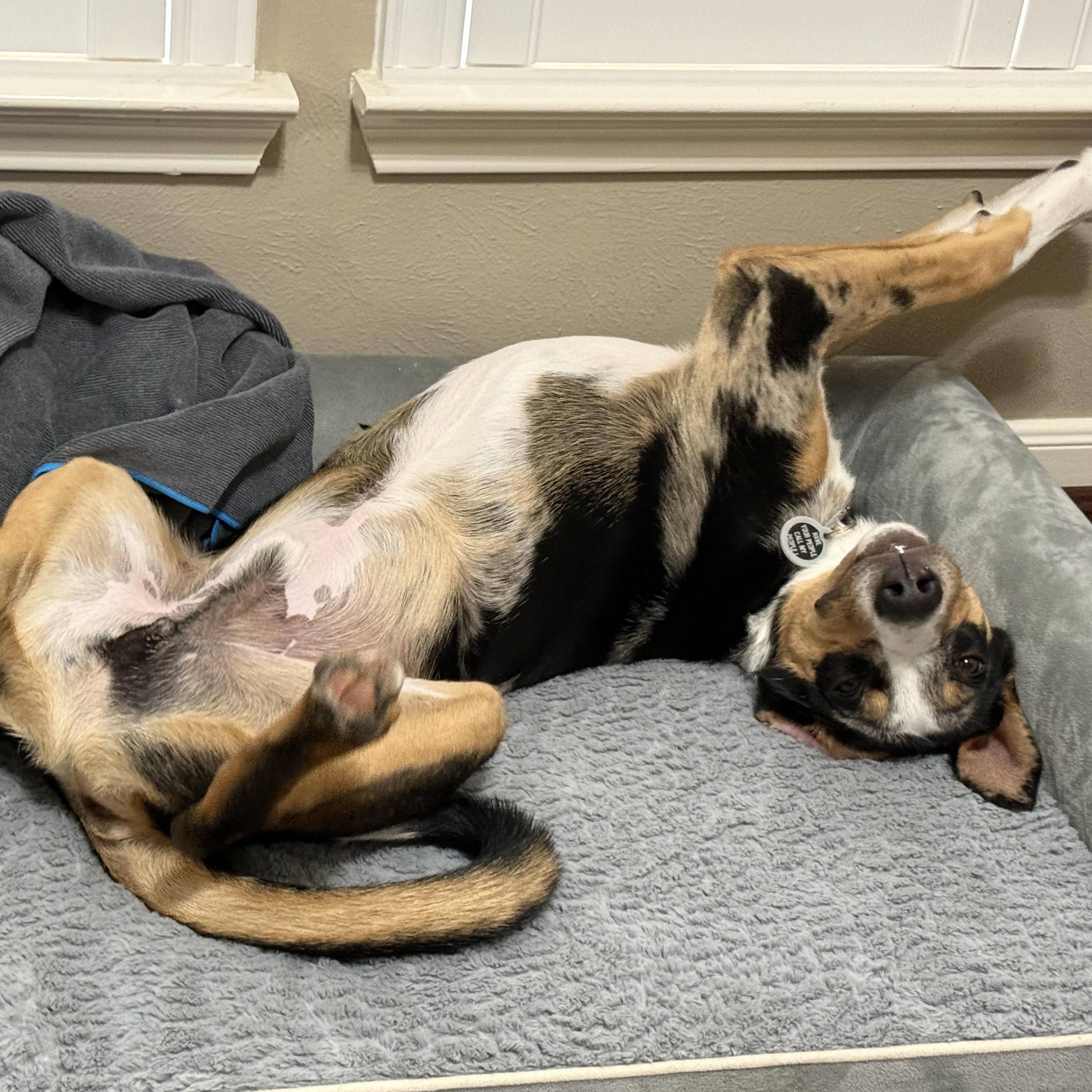 PATCH (Gentle with kids, Never meets a stranger, Loves Belly Rubs, Sweet, Loving)