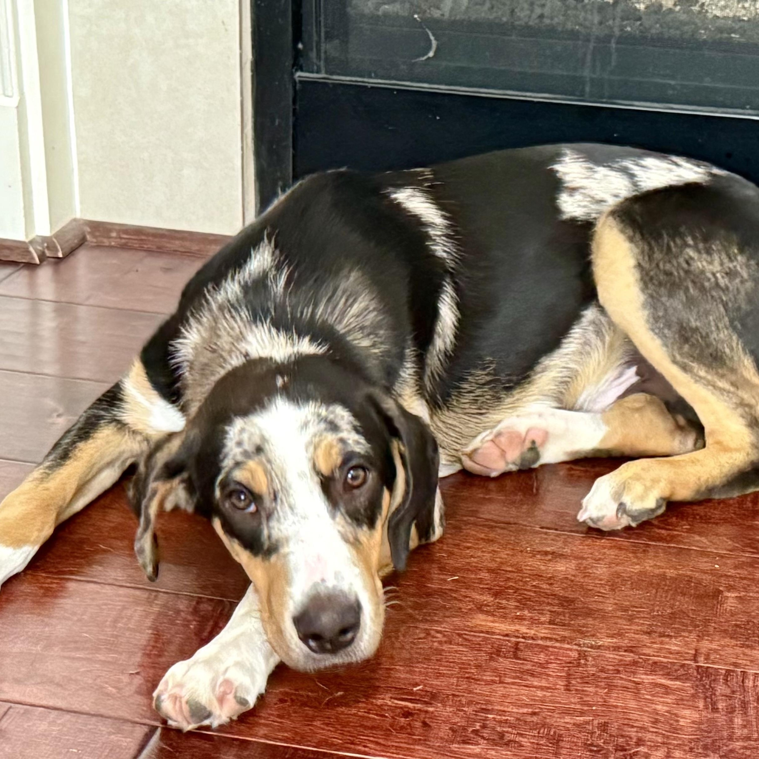 PATCH (Gentle with kids, Never meets a stranger, Loves Belly Rubs, Sweet, Loving) — thumbnail 4