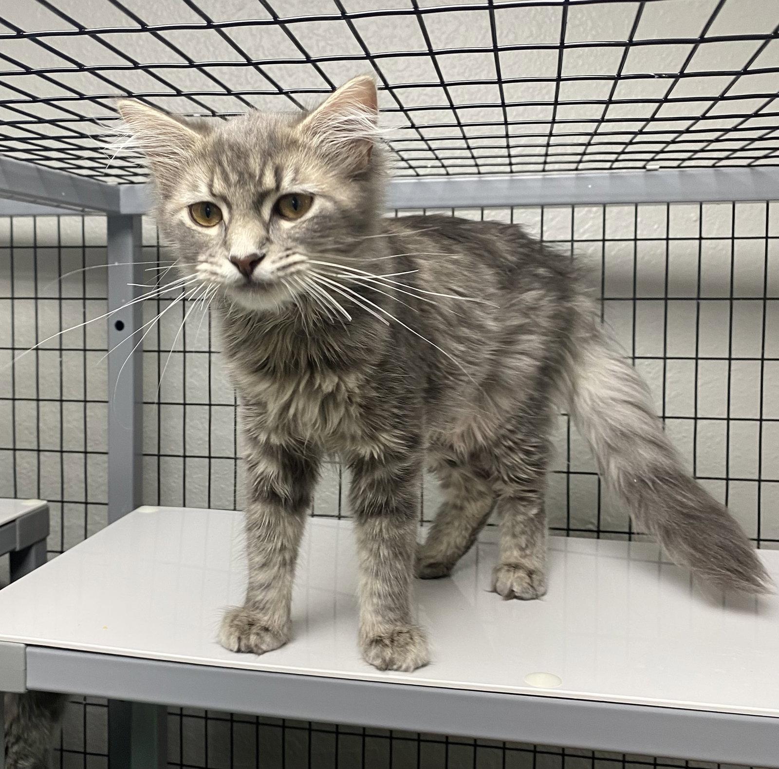 Enlarge Athens, a Adopted Domestic Short Hair in Satellite Beach, FL image 1/1