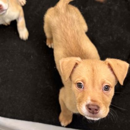 Dacari, Adoptable, Young Male Husky & Mixed Breed.