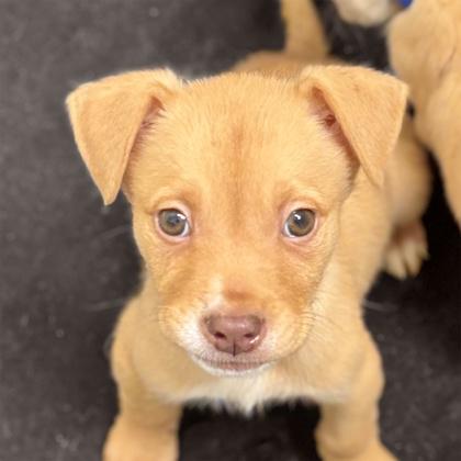 Enlarge Dacari, a Adoptable mixed breed in San Francisco, CA image 2/3