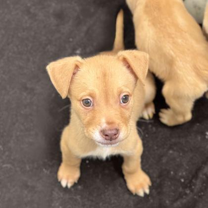 Enlarge Dacari, a Adoptable mixed breed in San Francisco, CA image 3/3