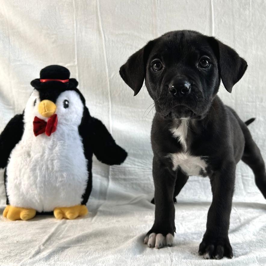 Rudy, Adoptable, Puppy Male Labrador Retriever.