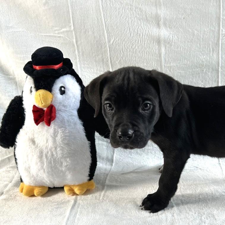 Enlarge Rudy, a Adoptable Labrador Retriever in Johnson City, TN image 2/3