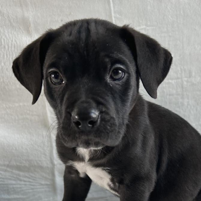 Enlarge Rudy, a Adoptable Labrador Retriever in Johnson City, TN image 3/3