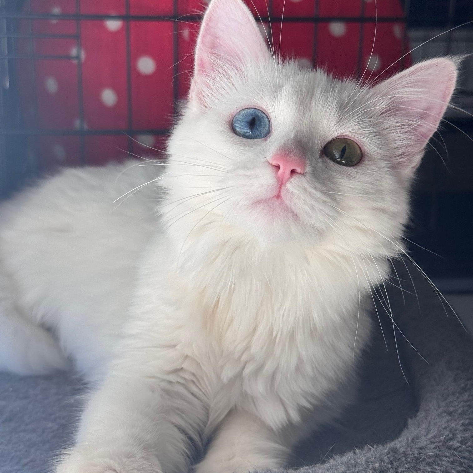 ZURI and ZANDER, an adopted mixed breed in Flint, TX image 4/4