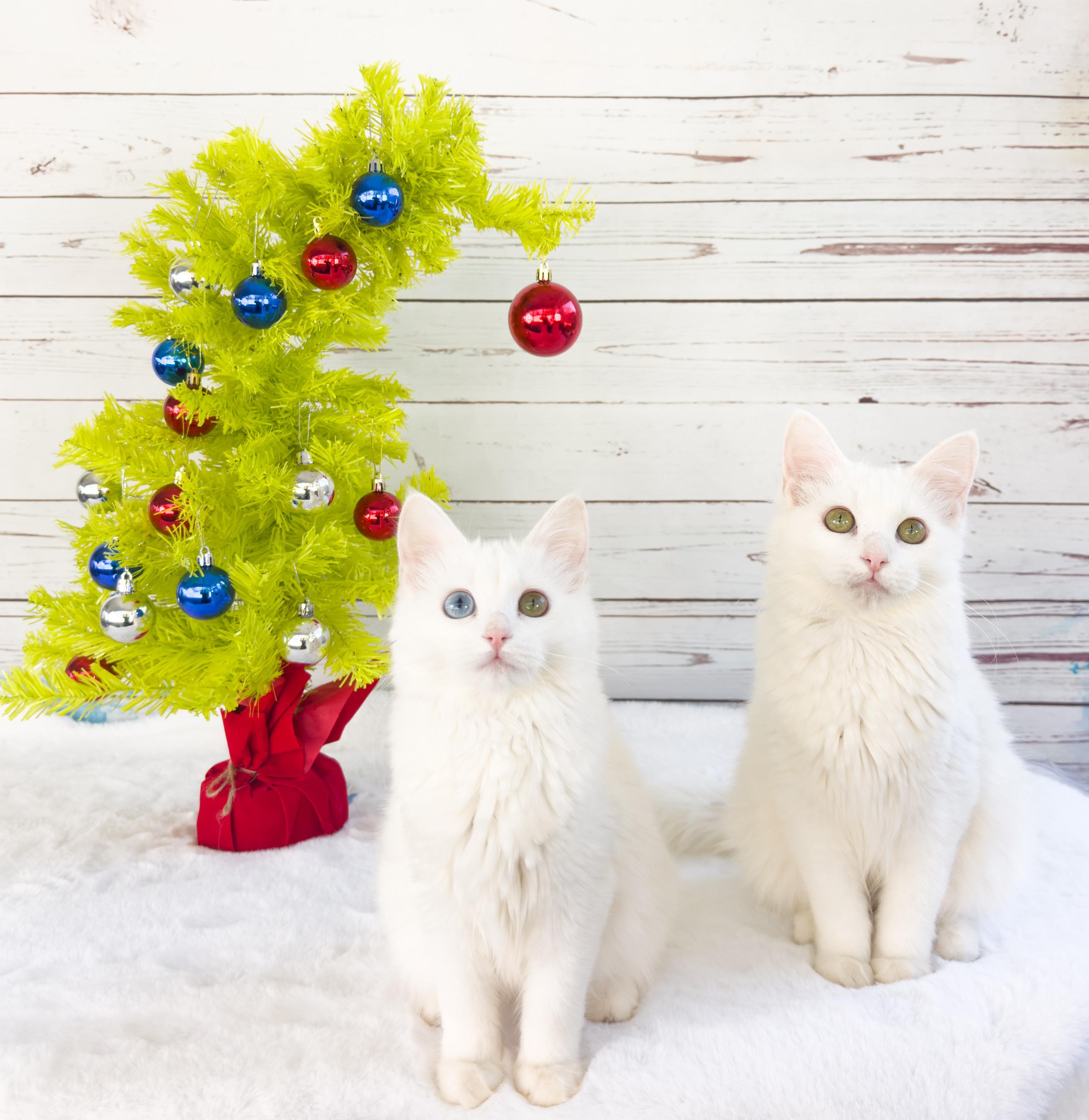 Zuri And Zander thumbnail 3