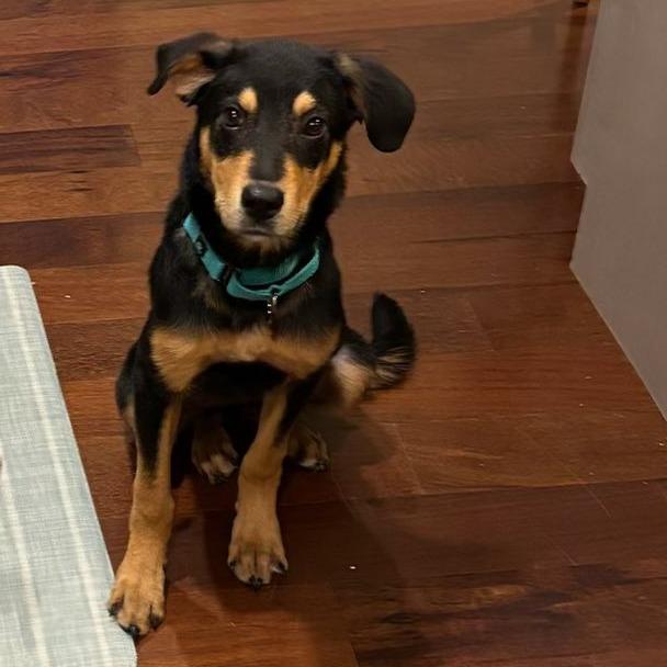 Enlarge Opal, a Adoptable mixed breed in Phoenix, MD image 3/4