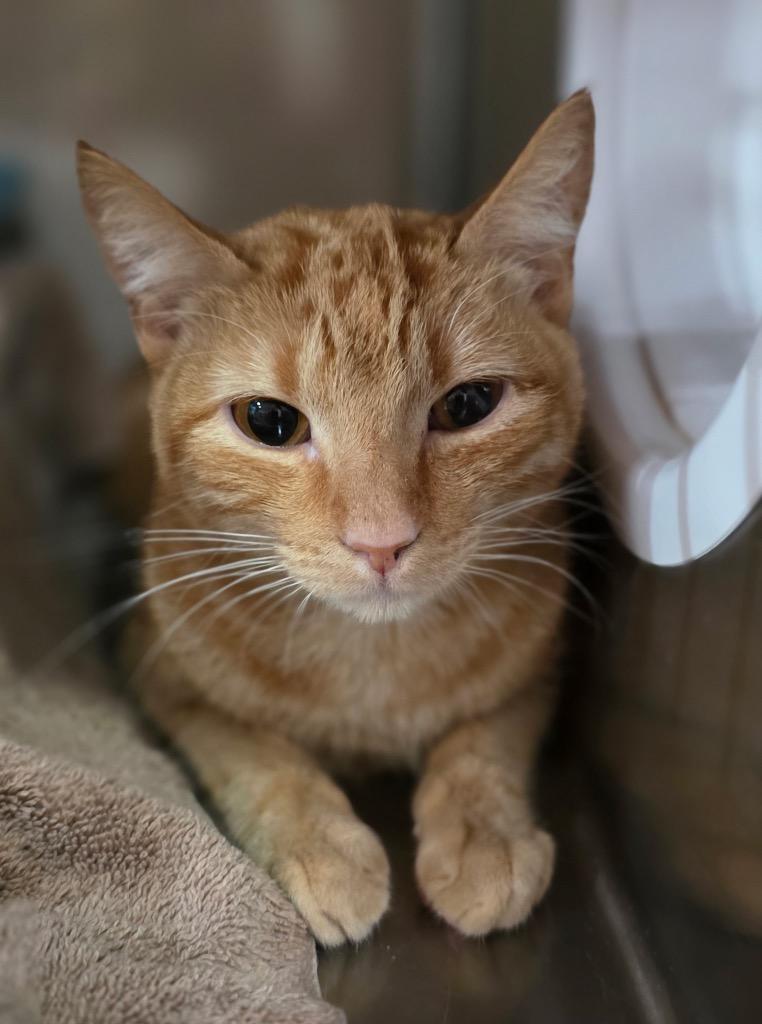 Rose, Adoptable, Young Female Domestic Short Hair.