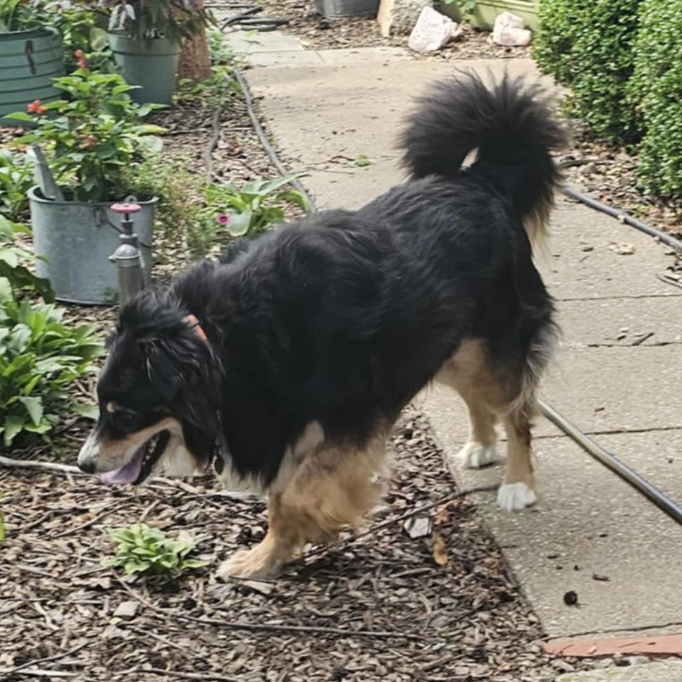 Maximilian, Adoptable, Adult Male Australian Shepherd.