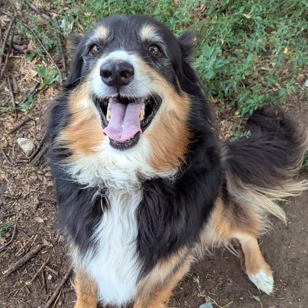 Enlarge Maximilian, a Adoptable Australian Shepherd in Olathe, KS image 2/4