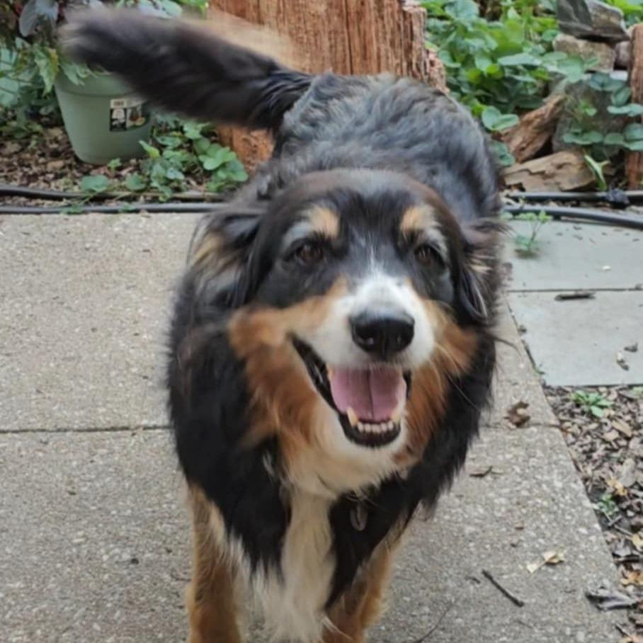 Enlarge Maximilian, a Adoptable Australian Shepherd in Olathe, KS image 3/4