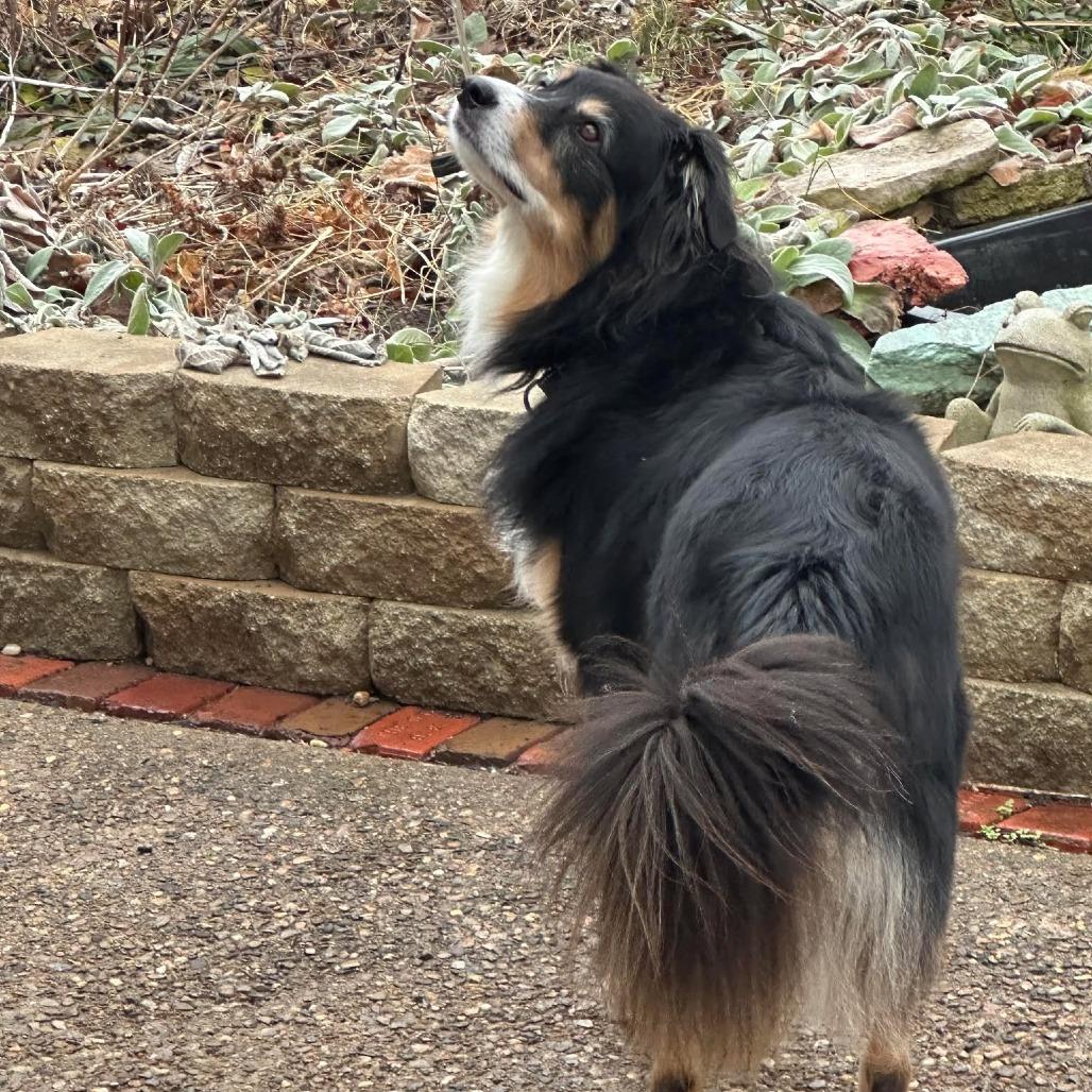 Enlarge Maximilian, a Adoptable Australian Shepherd in Olathe, KS image 4/4