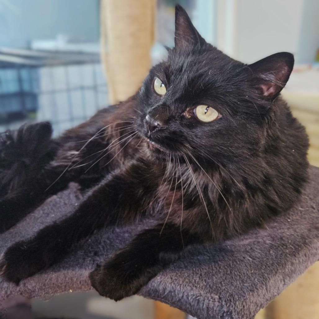 Sasha, a Adoptable Domestic Long Hair in Springfield, OR image 3/6