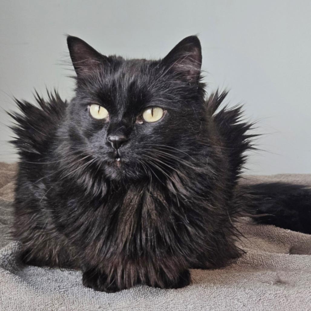 Sasha, a Adoptable Domestic Long Hair in Springfield, OR image 5/6
