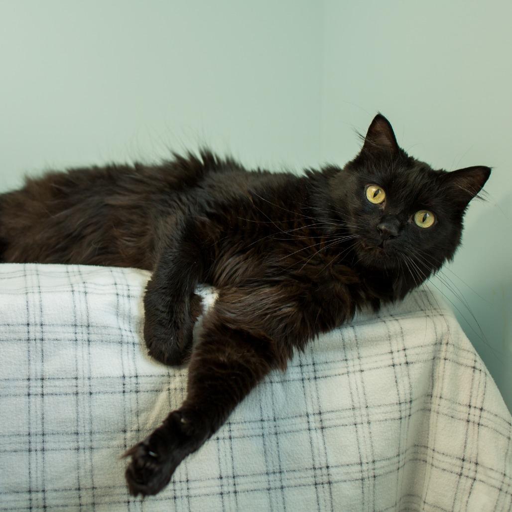Sasha, a Adoptable Domestic Long Hair in Springfield, OR image 6/6