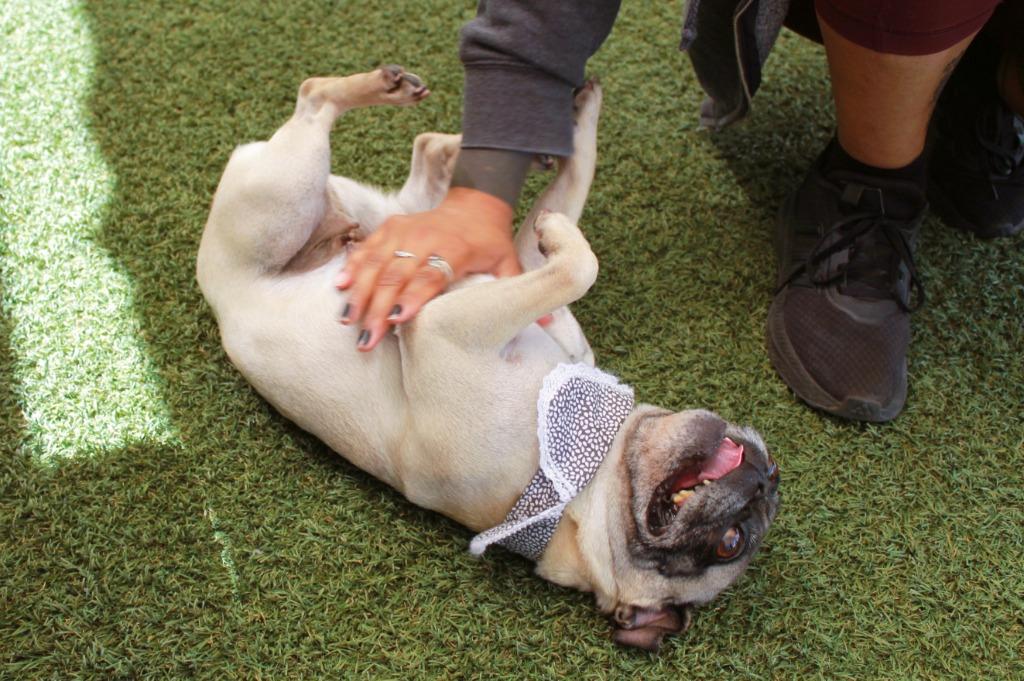 Lil Mama *Bonded to Pooh Bear* / Pooh Bear *Bonded to Lil Mama*, Adoptable, Adult Female Pug.