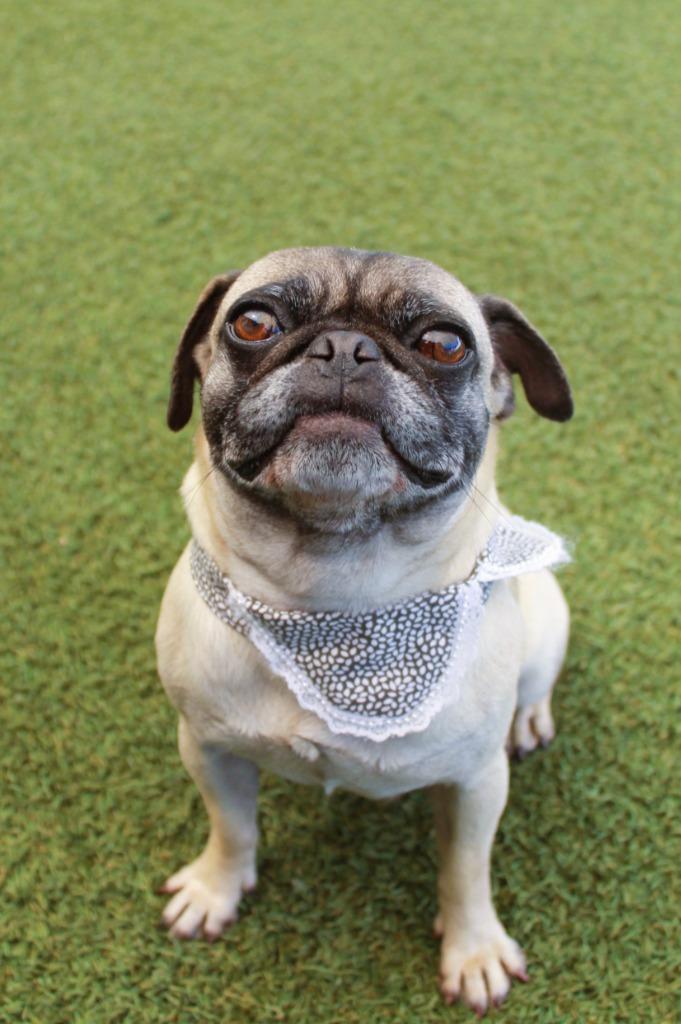 Enlarge Lil Mama *Bonded to Pooh Bear* / Pooh Bear *Bonded to Lil Mama*, a Adoptable Pug in Gardena, CA image 2/6