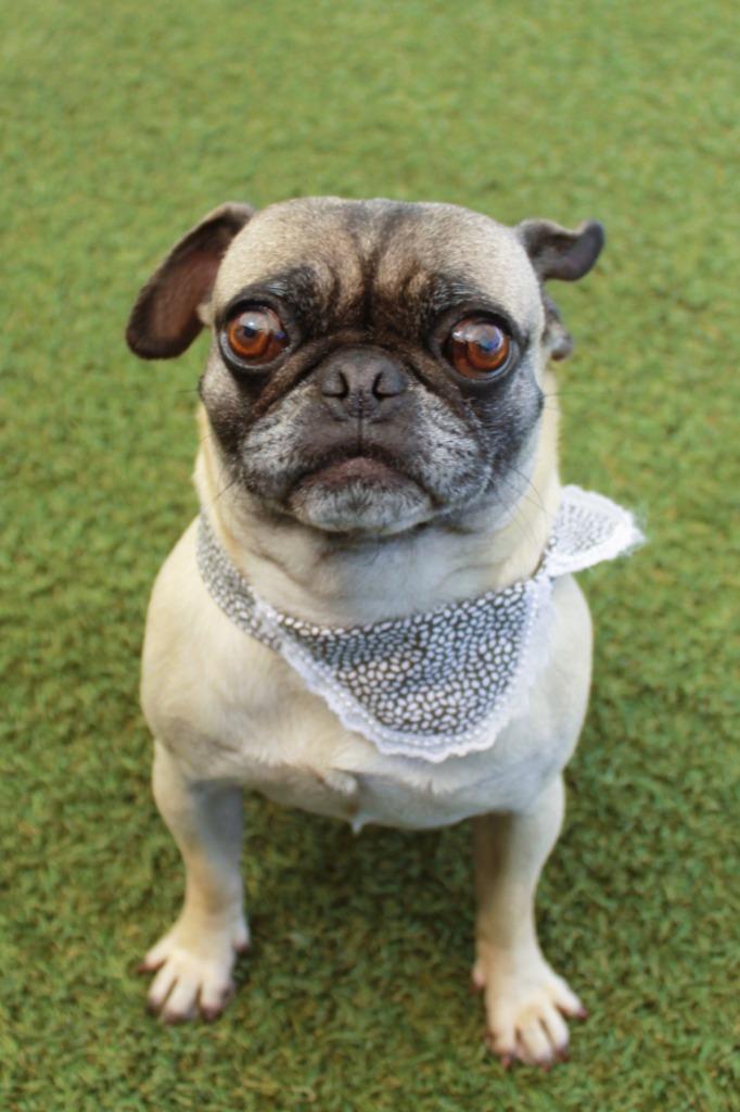 Enlarge Lil Mama *Bonded to Pooh Bear* / Pooh Bear *Bonded to Lil Mama*, a Adoptable Pug in Gardena, CA image 3/6