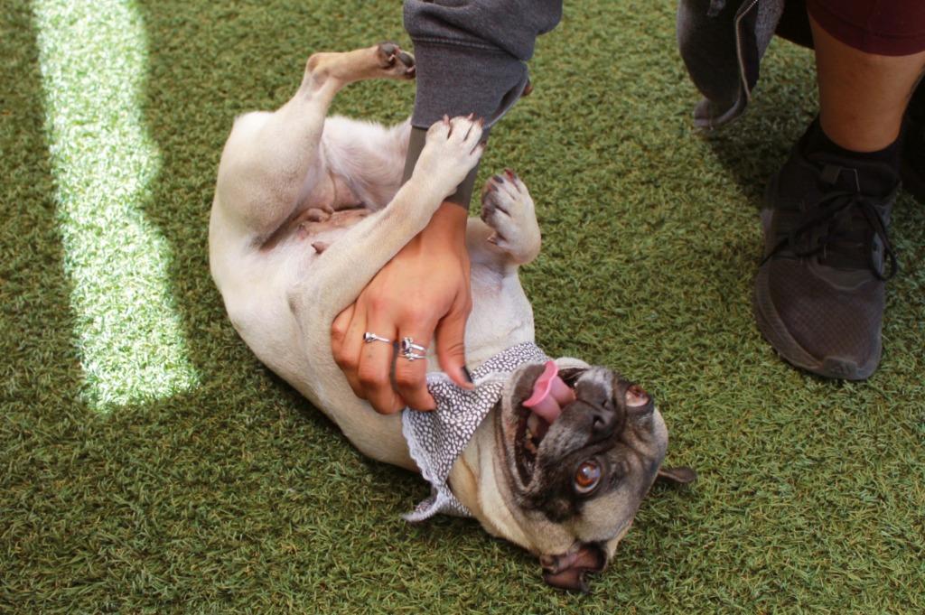Enlarge Lil Mama *Bonded to Pooh Bear* / Pooh Bear *Bonded to Lil Mama*, a Adoptable Pug in Gardena, CA image 4/6