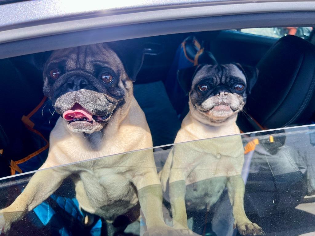 Enlarge Lil Mama *Bonded to Pooh Bear* / Pooh Bear *Bonded to Lil Mama*, a Adoptable Pug in Gardena, CA image 5/6
