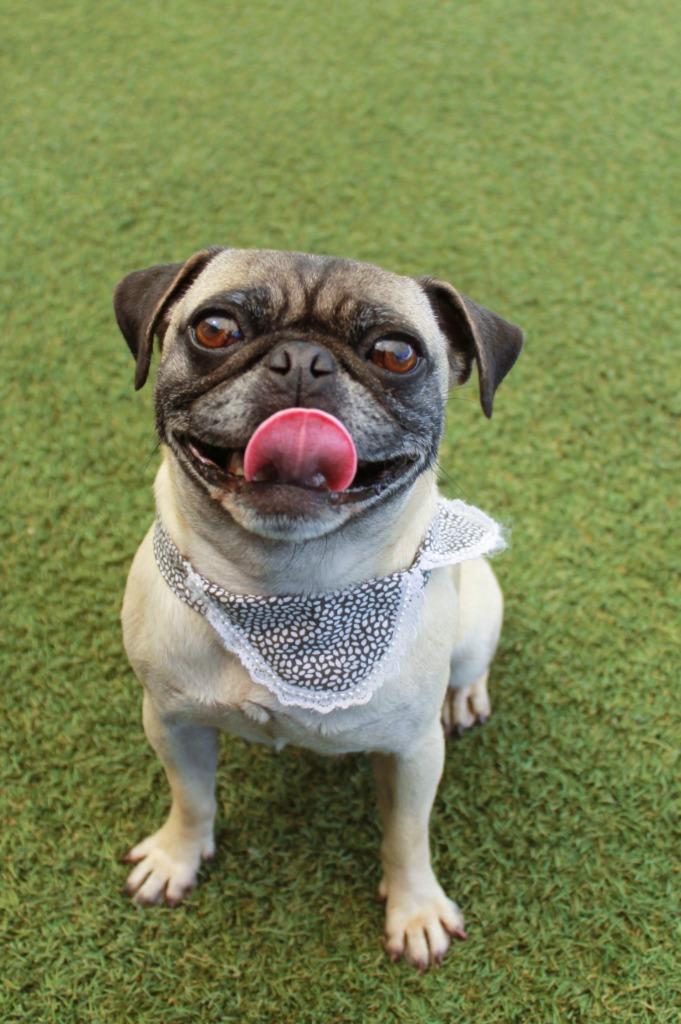 Enlarge Lil Mama *Bonded to Pooh Bear* / Pooh Bear *Bonded to Lil Mama*, a Adoptable Pug in Gardena, CA image 6/6