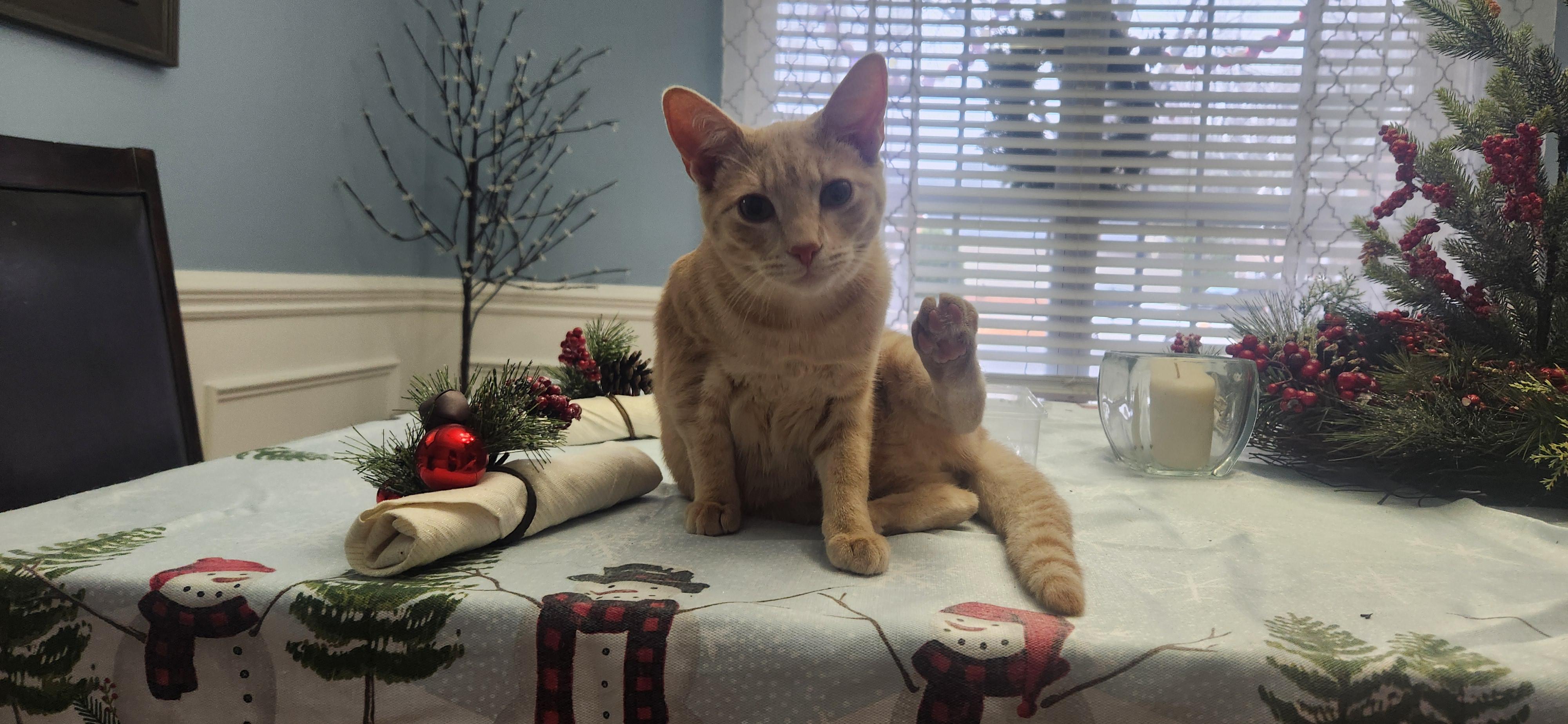 Enlarge Sunny, a Adoptable mixed breed in Charlotte, NC image 3/4